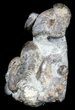 Craspedodiscus Ammonite Cluster - Cyber Monday Special! #34680-1